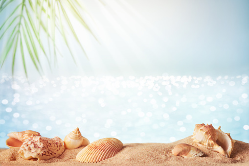 Blurred sea background with palm leaves, sand and seashells. Backdrop for advertising summer travel and sun protection products.