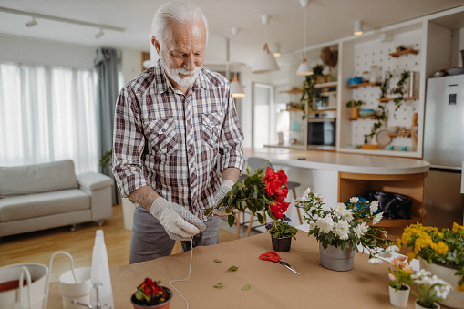 Senior man planting new flowers in his living room