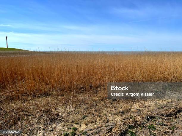 Beautiful Reeds On The Coast Of The North Sea Stock Photo - Download Image Now - Agriculture, Autumn, Backgrounds