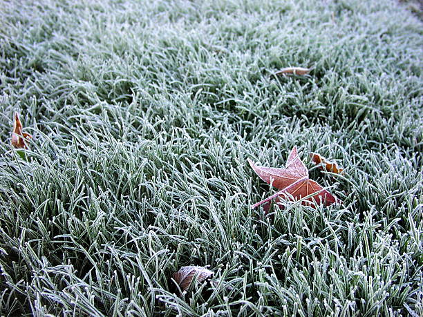 Frosty gramado. - foto de acervo