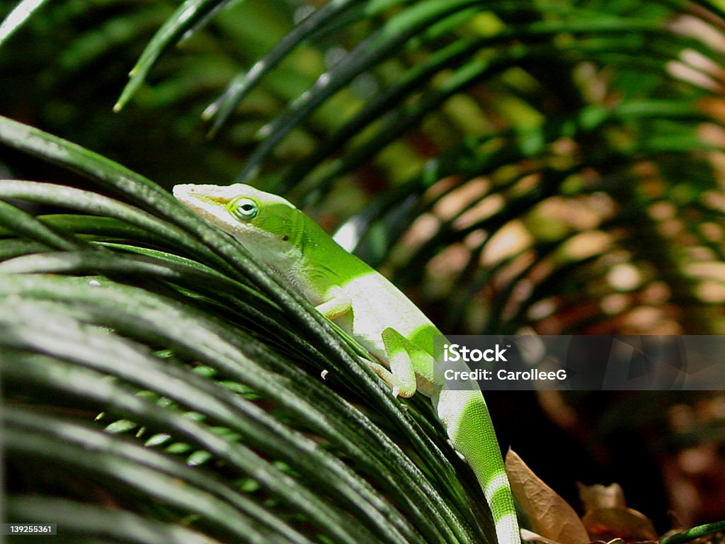 Anole - Стоковые фото Анолис роялти-фри