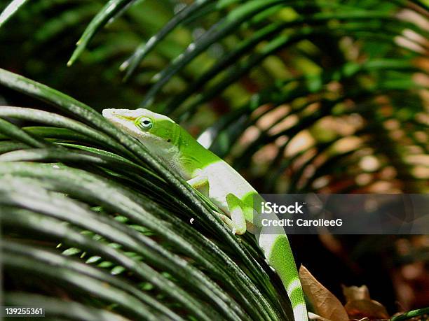 Anole — стоковые фотографии и другие картинки Анолис - Анолис, Без людей, Горизонтальный