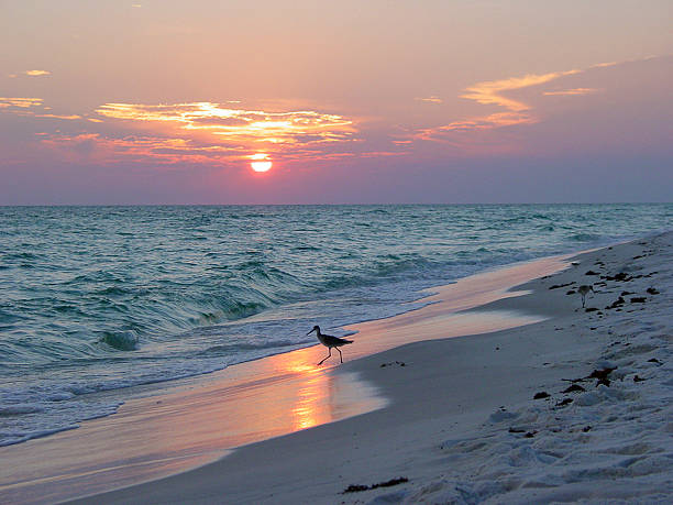 istock Silhouette of a seagull walking on the beach during sunset 139255364