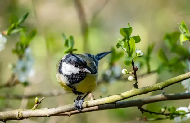 Photo of Great Tit (Parus major) Perching On A Twig