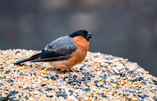 A bullfinch feeding on seed.