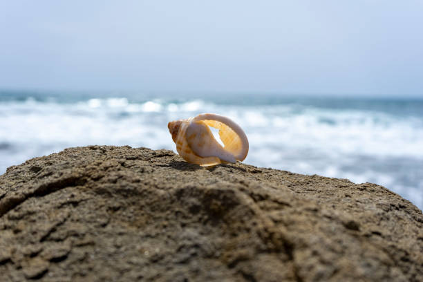 istock BEAUTIFUL CONCH SHELL ON A ROCK AND THE SEA BEHIND IT 1392554029