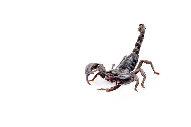 Black Scorpion Stock Photos, Pictures & Royalty-Free Images - iStock
