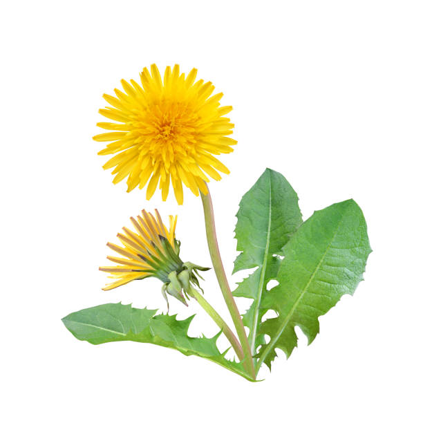 Dandelion flowers with leaves isolated on white stock photo