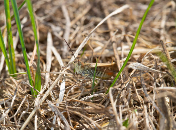 istock Field Grasshopper (Chorthippus brunneus) in the Undergrowth 1392554525