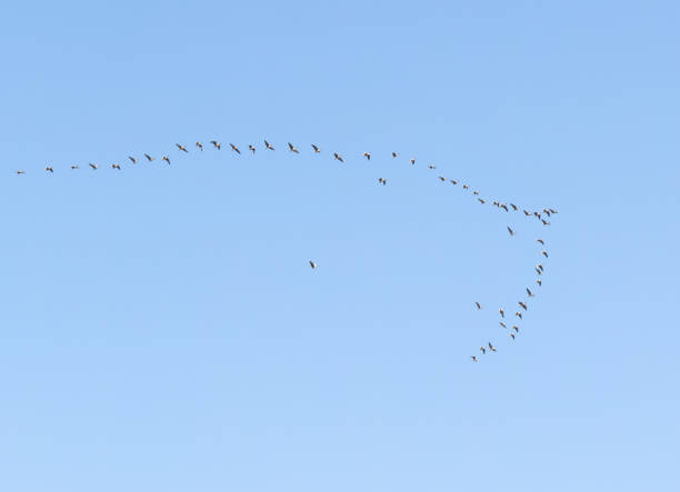 V-Formation of Pink Footed Geese (Anser brachyrhynchus)