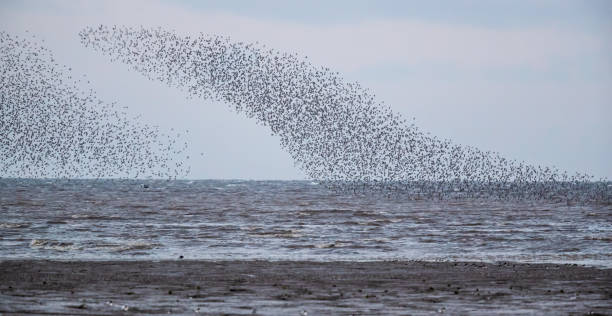istock Red Knot (calidris canutus) in a Murmuration over the Wash at Snettersham 1392554566