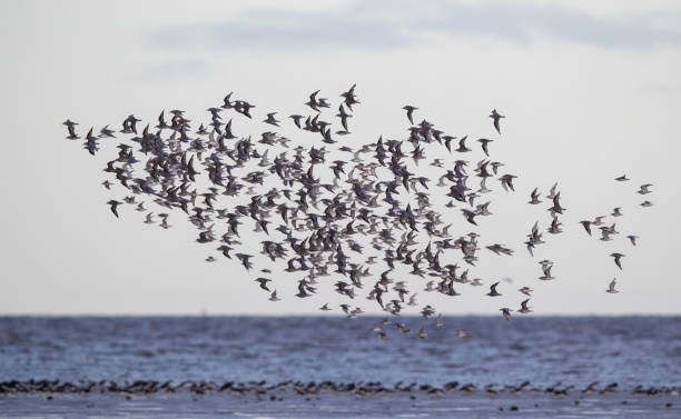 istock Red Knot (calidris canutus) in a Murmuration over the Wash at Snettersham 1392554636