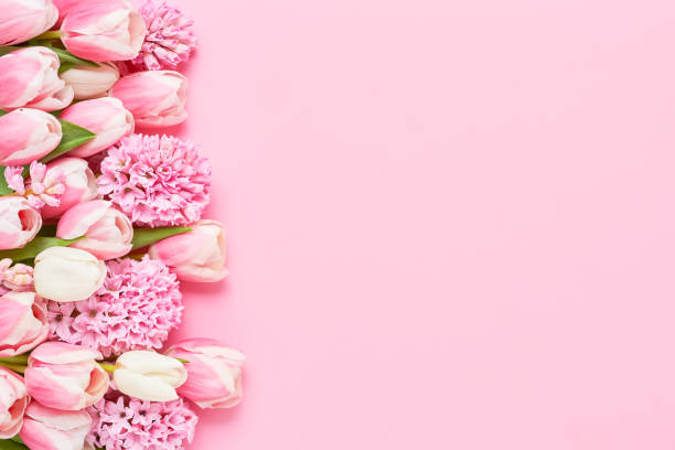 ピンクの背景にピンクのチューリップとヒヤシンスの境界線。母の日、バレンタインデー、誕生日のコンセプト - bouquet mothers day tulip flower ストックフォトと画像