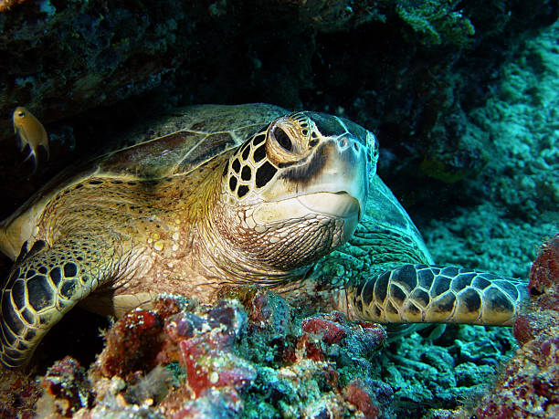 seaturtle - turtle photos et images de collection