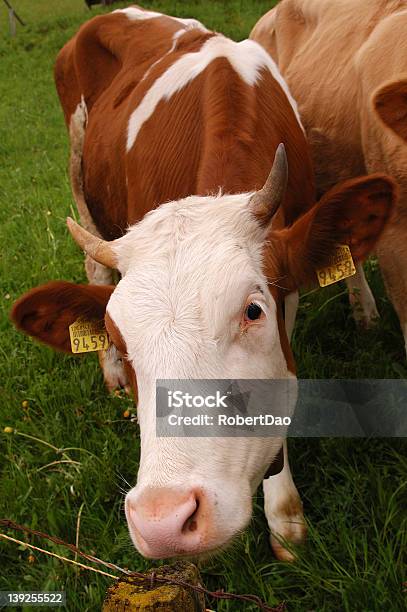 Vaca Lechera 2 Foto de stock y más banco de imágenes de Animal - Animal, Blanco - Color, Con cuernos