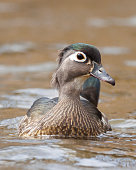 wood-duck.jpg?b=1&s=170x170&k=20&c=i7c8GP6xe3MSlwHLkPYopppVGIwRMZkYGyJb0sZVqS0=