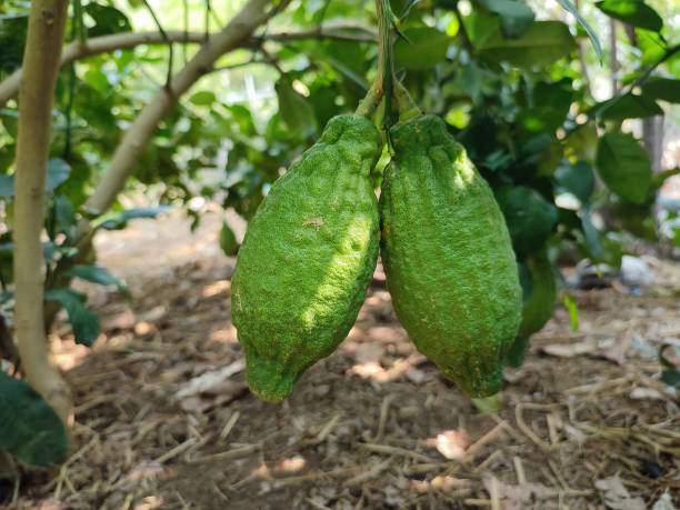 istock Closeup view of King lemon fruit on a plant 1392556122