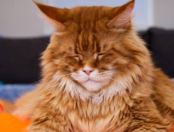 Portrait of sleeping ginger Maine Coon cat. Close-up
