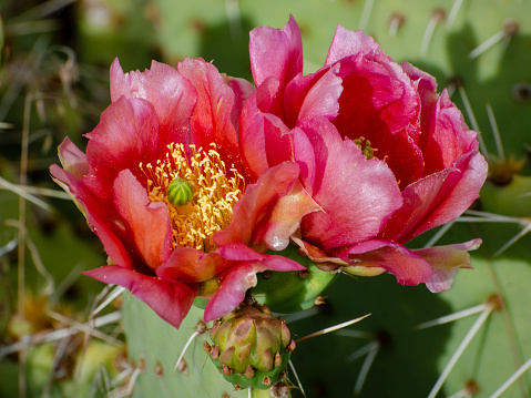 Rose pink flowers of plains pricklypear, Opuntia polyacantha. Zion National Park, Utah, USA.