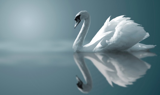 Swan reflejos photo