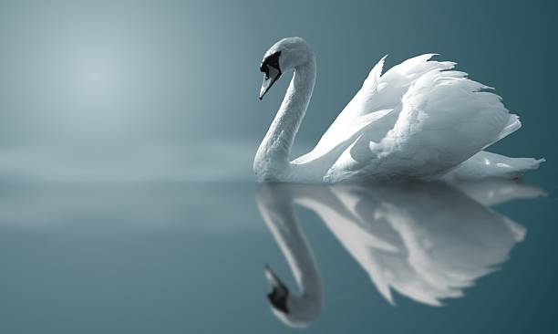 スワンの反射 - swan bird water fog ストックフォトと画像