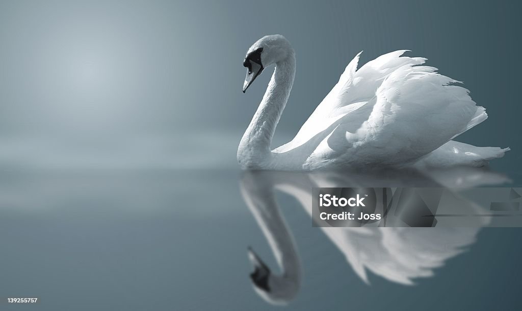 Swan reflections A Swan Swan Stock Photo