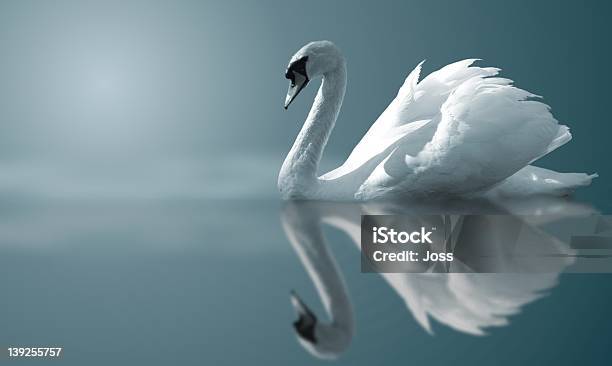 Swan Reflections Stock Photo - Download Image Now - Swan, Reflection, Lake