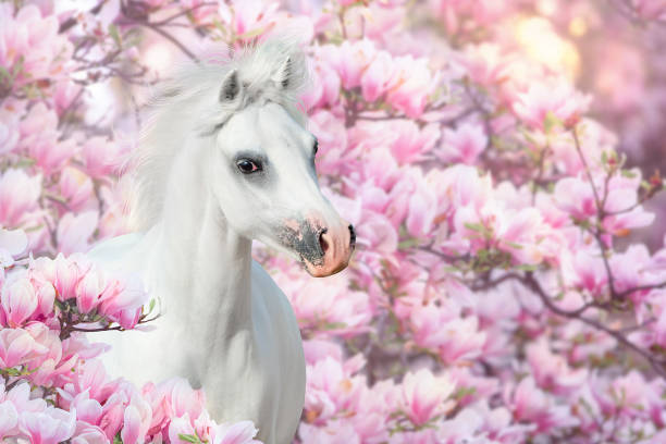 istock Horse in magnolia flowers 1392557643