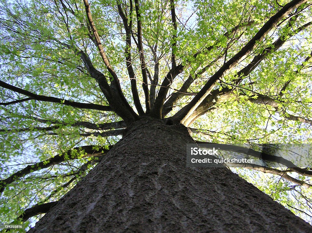 Arbre la recherche - Photo de Arbre libre de droits