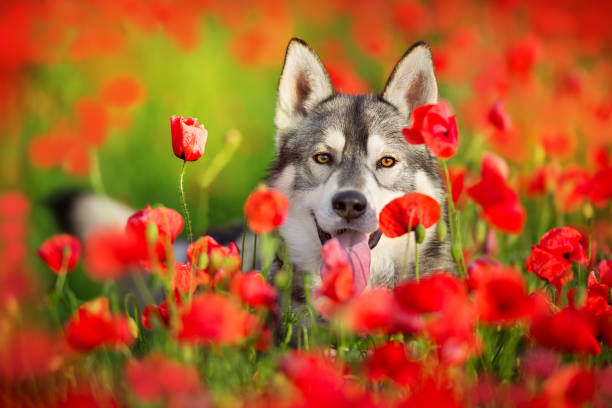 Husky in poppy field