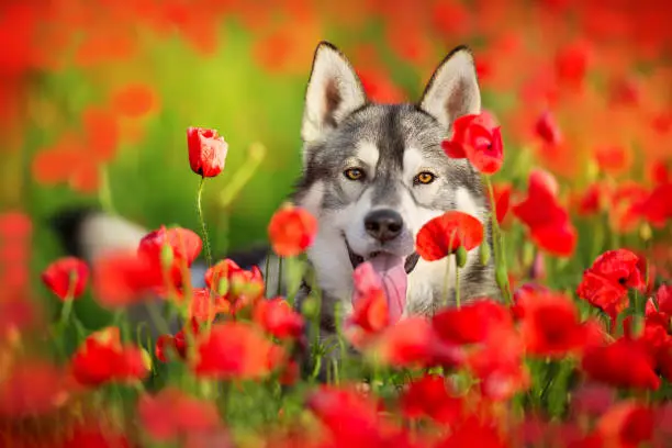 Husky portrait close up in poppy field