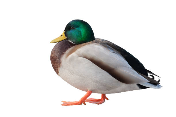 istock Mallard duck closeup isolated 1392558235