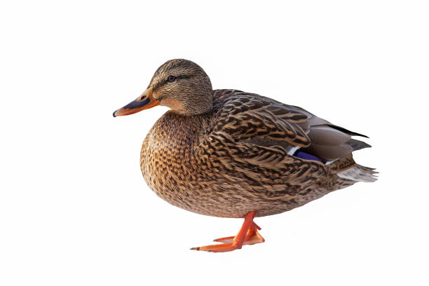 istock Mallard duck closeup isolated 1392558240