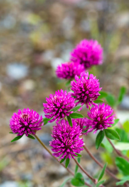 istock Blooming purple clover 1392558259