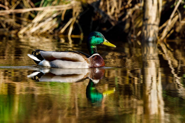 un par de ánades reales en un río - pato macho fotografías e imágenes de stock