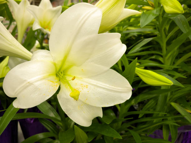 белая лилия длинноцветковая - lily white easter single flower стоковые фото и изображения