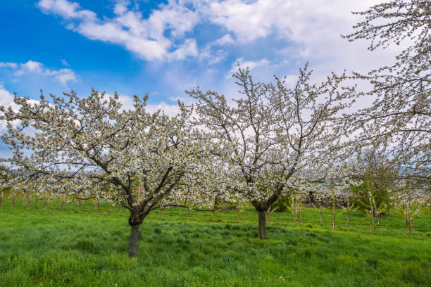 istock Cherry blossom in the Rheingau/Germany 1392560530