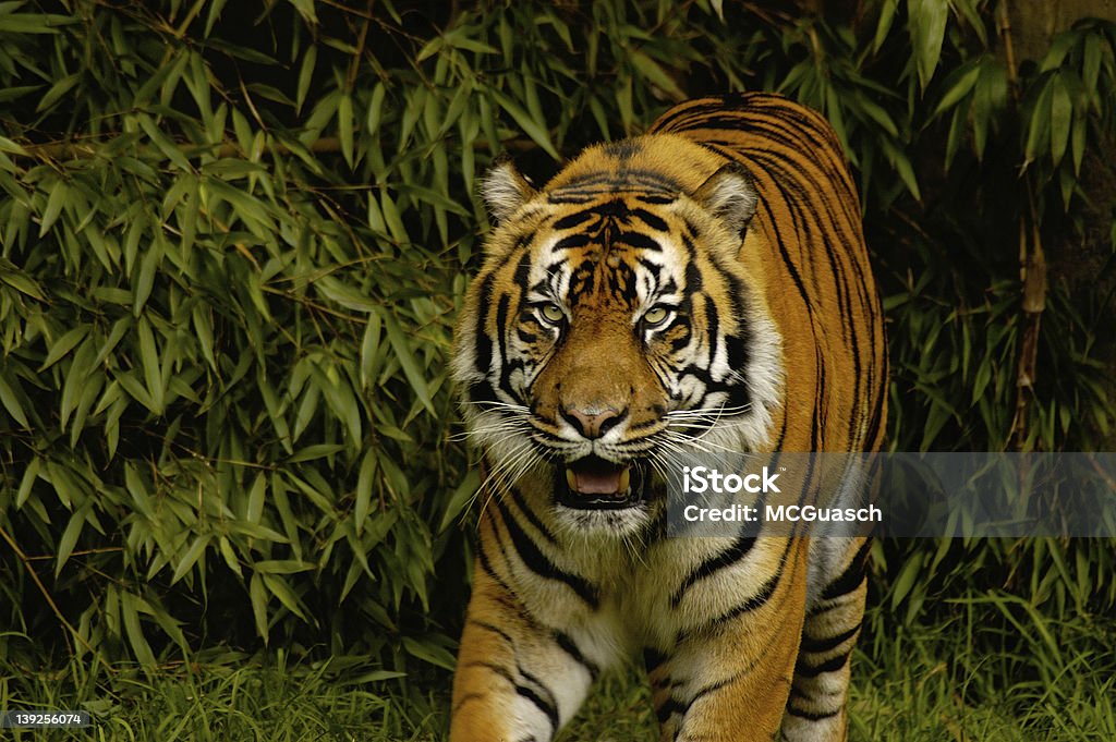 De olho-de-tigre - Royalty-free Alto-Contraste Foto de stock