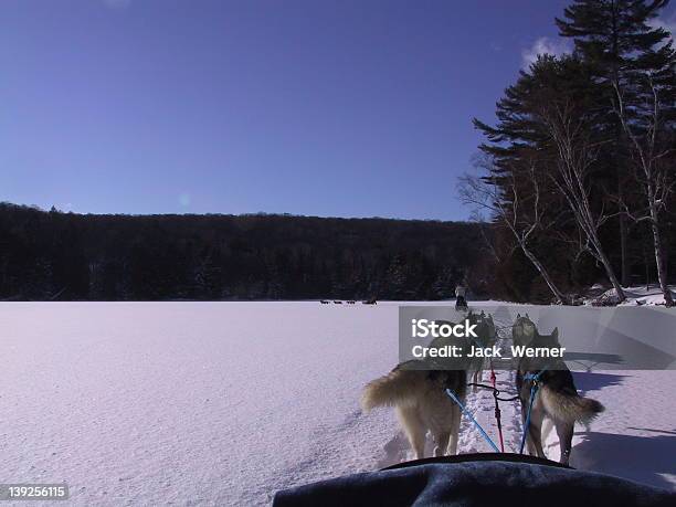 경견 썰매타기 눈-냉동상태의 물에 대한 스톡 사진 및 기타 이미지 - 눈-냉동상태의 물, 알곤퀸 주립 공원, 2004년