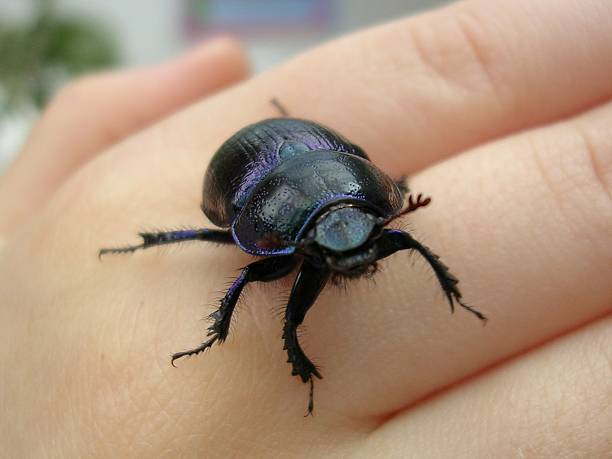 noir et bleu chafer à la main - scarab��e photos et images de collection