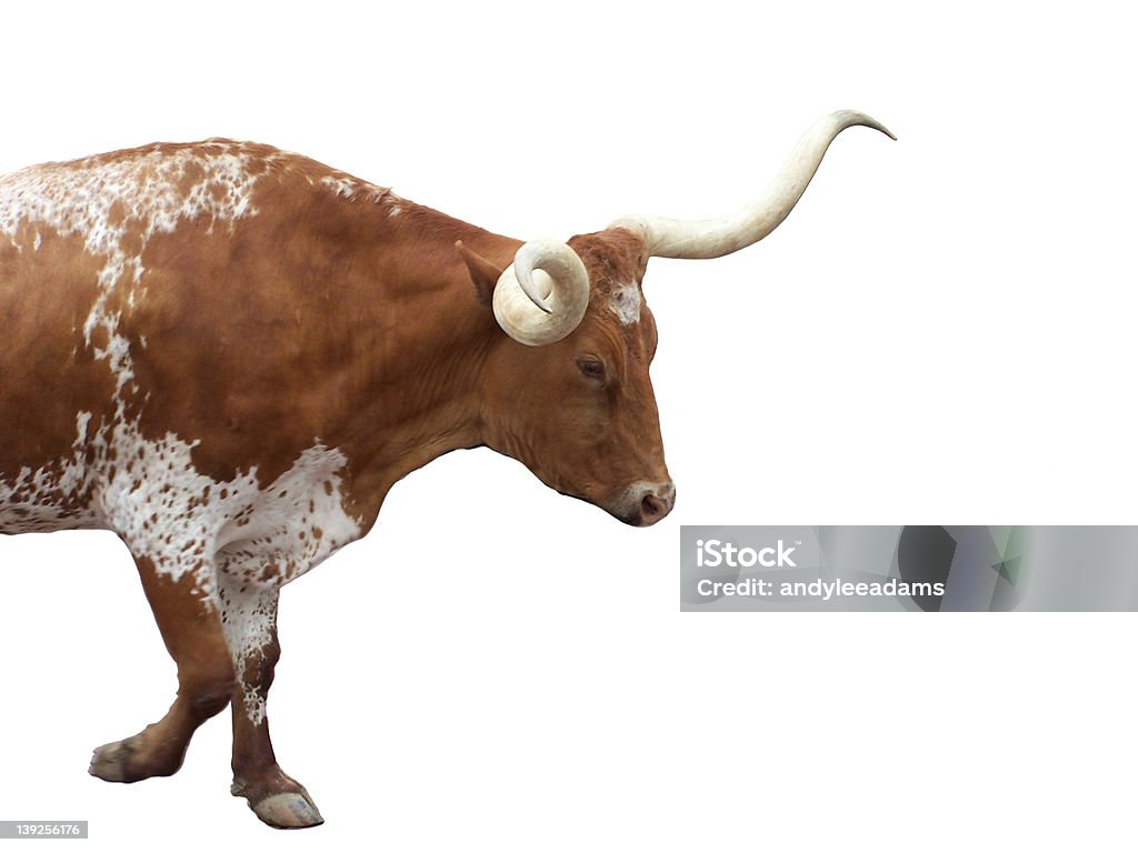 Longhorn - Photo de Vache du Texas libre de droits