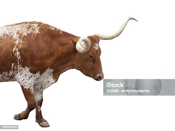 Photo libre de droit de Longhorn banque d'images et plus d'images libres de droit de Vache du Texas - Vache du Texas, L'Ouest américain, Bovin