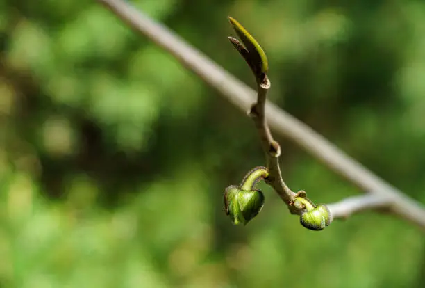 Young dark-green buds flower of Asimina triloba or pawpaw in spring garden against green blurred backdrop. Spring concept of waking up nature. Freshness and beginning of new life