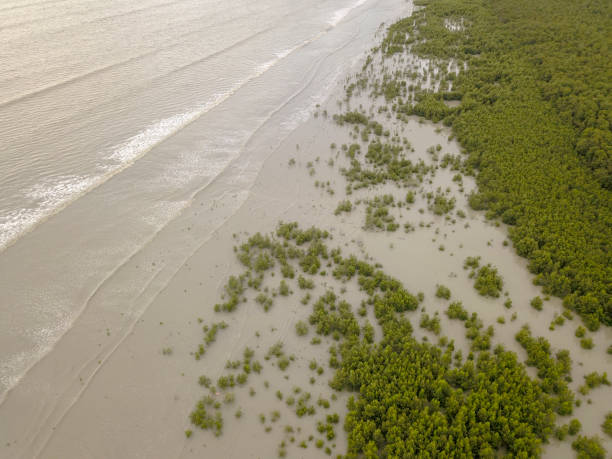 istock Aerial view mangrove trees at sea coastal 1392563722