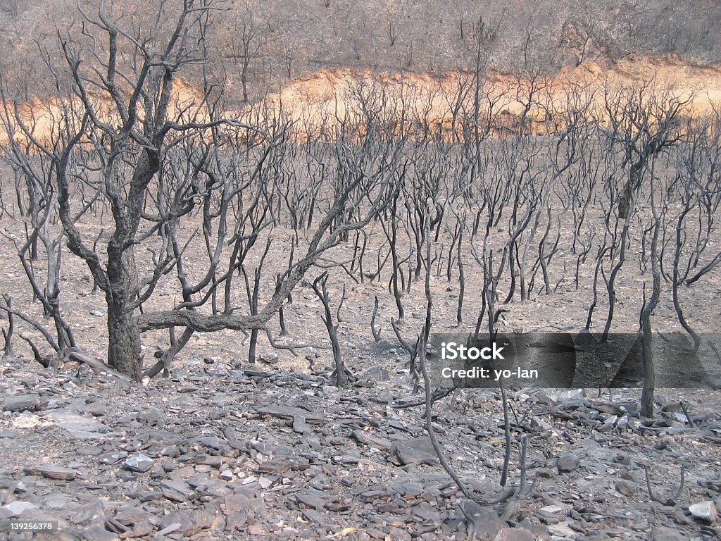 Bosque después de fuego, Portugal - Foto de stock de Aire libre libre de derechos