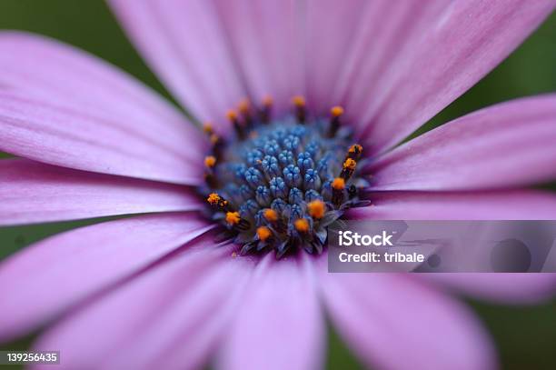 Foto de Flor e mais fotos de stock de Azul - Azul, Flor, Flora