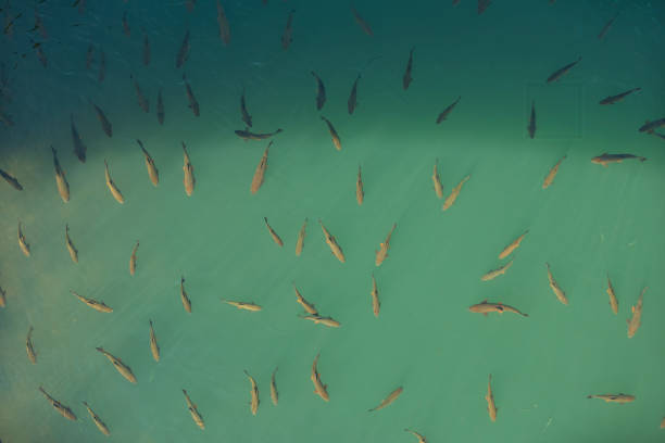 Fish in jiuqu Stream of Wuyi Mountain
