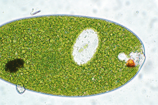 Photograph of autotrophic Euglena through microscope under brightfield illumination.