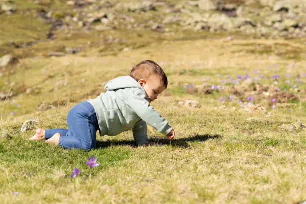 Photo of One year old baby girl crawling on a meadow and plucking flowers.