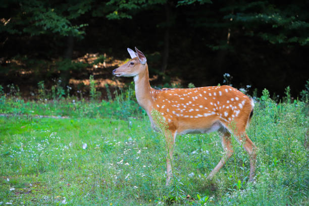 istock Young deer in nature in summer 1392567736